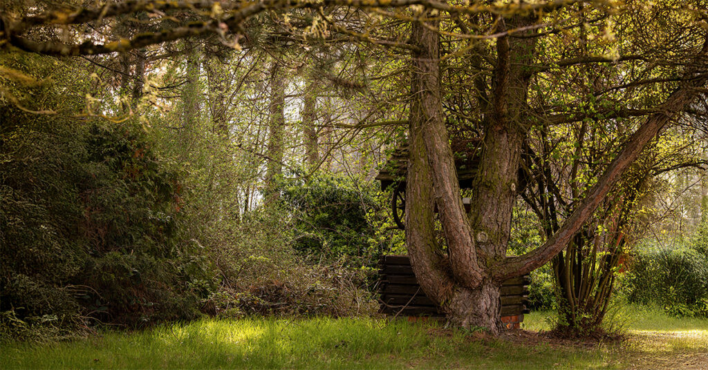 Clearing an Overgrown or Wooded Lot in NJ: What to Know Before You Build, Fence, or Landscape
